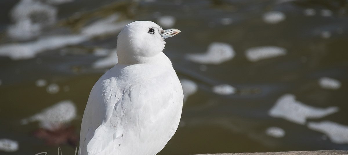 A Rare Ivory Gull Visits Flint